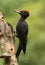 Wow here`s a stunning Black Woodpecker