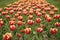 Wow. Landscape of Netherlands tulips. Spring season travel. Colorful spring tulip field. multicolored vibrant flowers