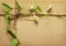 Wrapped box tied with daisy flowers and bindweed sprig