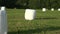 Wrapped  hay bales on summer meadow