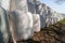 Wrapped and stacked hay bales on the side of a country road in spring