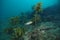 Wrasse at rugged underwater reef