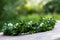 Wreath of boxwood branches