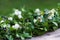 Wreath of boxwood branches