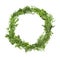 A wreath of boxwood and thuja twigs isolated on white background. Frame, copy space.