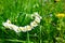 Wreath of chamomiles in green grass.selective focus