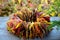 Wreath of colorful leaves on the background of the garden in autumn