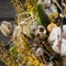 Wreath of dried twigs and flowers on a wooden background. Natural decoration. Celebration concept. Easter wreath. Willow round