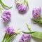 Wreath frame violet tulips, green leaf on white background. Easter, spring concept. Flat lay, top view