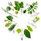 A wreath of leaves and plants: maple, oak, birch, mountain ash, spruce branch and herbs.