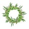 A wreath of olive branches isolated on a white background. Watercolour. Postcard. Book. Wallpaper.