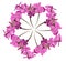 Wreath out of pink primula