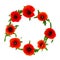 Wreath of red poppies common names: common poppy, corn poppy, corn rose, field poppy, Flanders poppy, red poppy, red weed