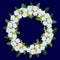 Wreath of white camomiles on the blue background