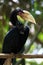 Wreathed Hornbill