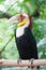 Wreathed Hornbill