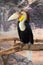 Wreathed hornbill