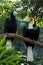 Wreathed Hornbill Birds