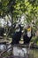 Wreathed hornbill pair birds on branch