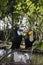 Wreathed hornbill pair birds on branch