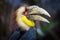 Wreathed hornbill Rhyticeros undulatus