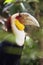 The wreathed hornbill Rhyticeros undulatus, also known as the bar-pouched wreathed hornbil, portait