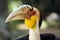 The wreathed hornbill ,Rhyticeros undulatus, also known as the bar-pouched wreathed hornbil, portait. Portrait with green