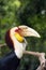 The wreathed hornbill ,Rhyticeros undulatus, also known as the bar-pouched wreathed hornbil, portrait. Portrait with green