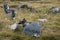 Wreckage of an Argentine jet - Falklands War