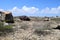 Wrecked Jeep dots the landscape of the Aruba desert