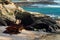 Wrecked old and ruined pusher boat on the beach