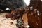 Wrecked pusher boat bow, broken and rusted at the beach