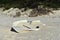 Wrecked small boat on a beach