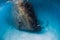 Wreckship at sand bottom underwater in blue sea near Arrecife, Lanzarote island