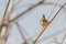 Wren bird on a branch Troglodytes troglodytes Wildlife. Eurasian wren