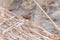 Wren bird on a branch Troglodytes troglodytes Wildlife. Eurasian wren