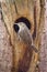 Wren bird entering its nest in a dead log