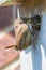 Wren bird feeding its chicks at man-made wooden nest box