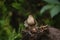 Wren courtship display