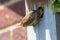 Wren. Parent bird feeding baby chick in garden nest box