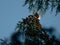 Wren perched on top of a tree, singing in the dawn chorus