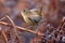 Wren, Scientific name: Troglodytidae Family: Troglodytidae Swainson, 1832