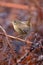 Wren, Scientific name: Troglodytidae Family: Troglodytidae Swainson, 1832