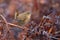 Wren, Scientific name: Troglodytidae Family: Troglodytidae Swainson, 1832