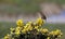 Wren singing from a gorse bush