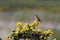 Wren singing from a gorse bush