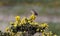 Wren singing from a gorse bush