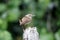 Wren, Troglodytes troglodytes