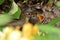 Wren (Troglodytes troglodytes) feeding hungry mouths