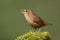 Wren (Troglodytes troglodytes) in full song